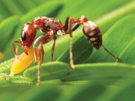 Bullhorn Acacia Ant