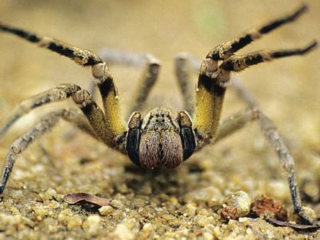 Brazilian Wandering Spider