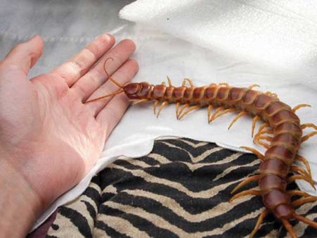 Amazon Giant Centipede