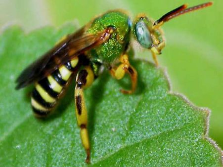 Sweat Bee
