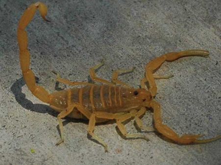 Arizona Bark Scorpion