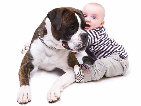 Never Ignore The Pet: Never Ignore The Pet: