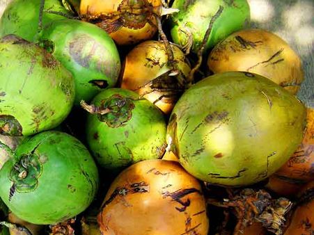 Tender Coconut Face Pack: Tender Coconut Face Pack: