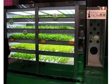 Lettuce Vending Machine In Japan