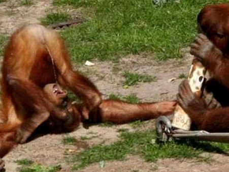 Orangutan Pee Collector