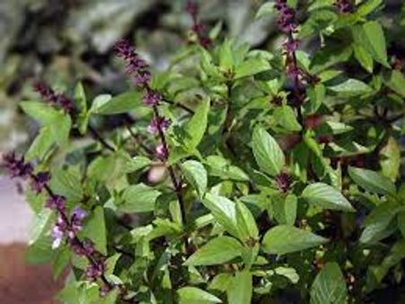 5. Tulsi