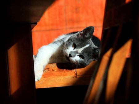 Felines Need Pampering Too: 