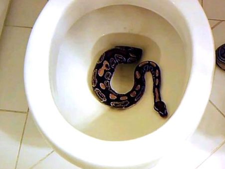Snake In A Toilet