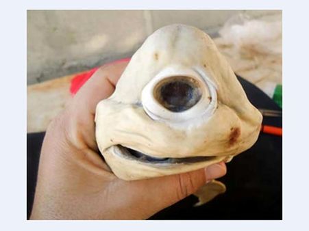 Cyclops Shark