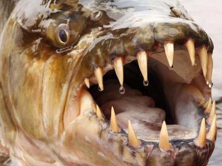 Goliath Tiger Fish