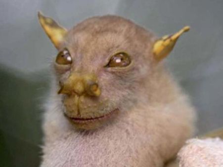 Tube Nosed Fruit Bat