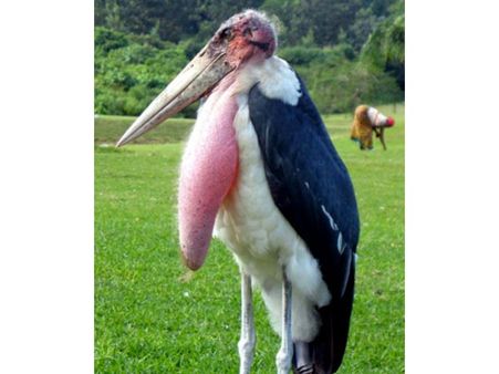 Marabou Stork