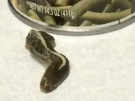 Snake Head In A Beans Can Snake Head In A Beans Can