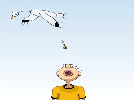 If A Bird Poops You'll Be Rich