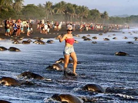 Tourists Prevent Turtles From Laying Eggs Tourists Prevent Turtles From Laying Eggs