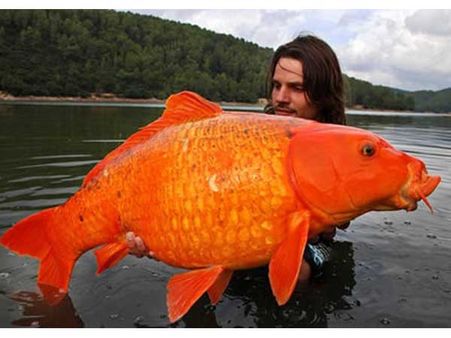 World's Largest Goldfish World's Largest Goldfish