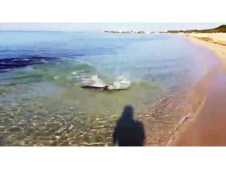 A Shark Stalking Its Prey