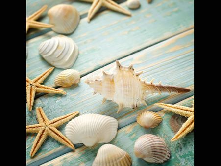 3. Oyster Shell Powder