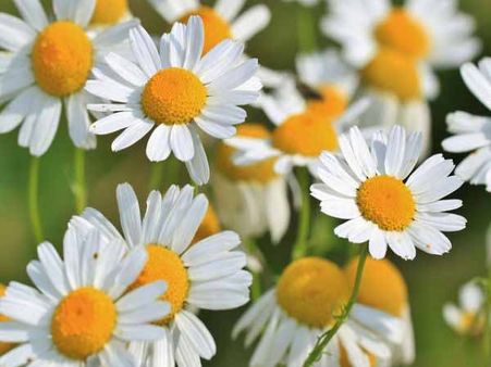 9. Chamomile: 9. Chamomile: