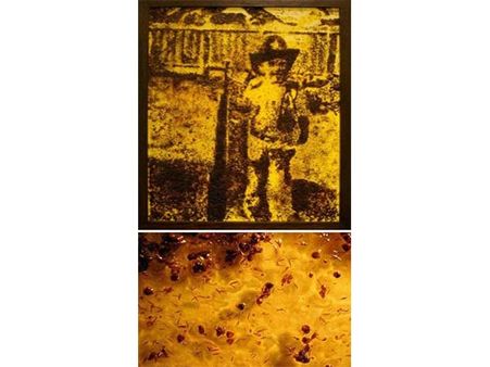 The Painter Who Uses Dead Ants