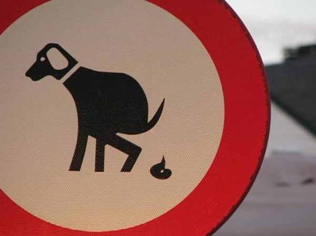 Dog's Poop