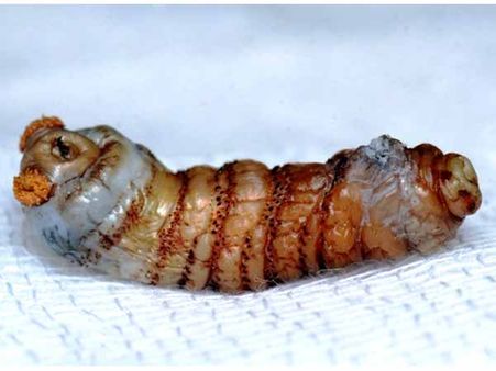 Botfly Larvae In Eye