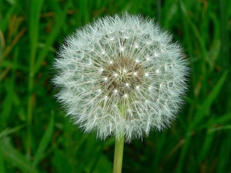Dandelion Dandelion