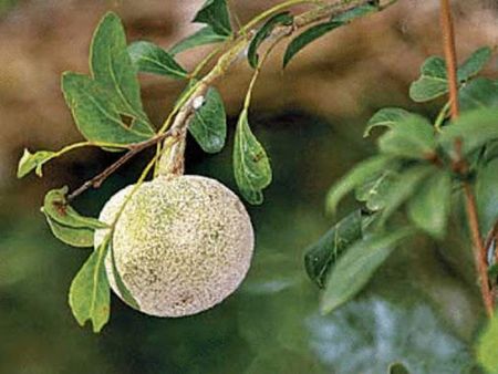 Wood Apple Wood Apple