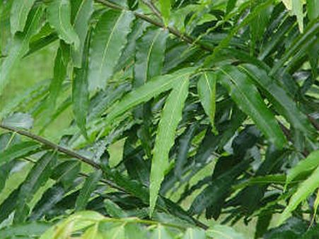 2. Carom Seeds & Ashoka Tree: 