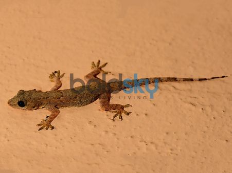 If A Lizard Falls On Your Right Wrist