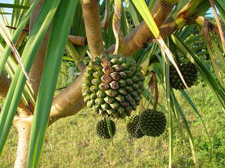 4. Fragrant Screw Pine: 