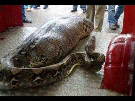 A Drunken Man Was Swallowed By A Python