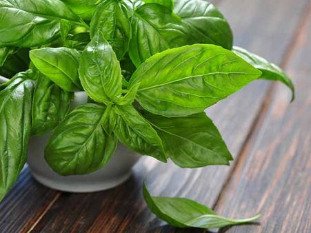 Basil 