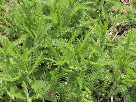Australian Women Use Yarrow Extract On Stretch Marks