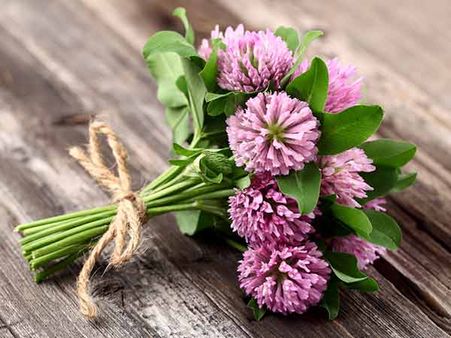 Red Clover