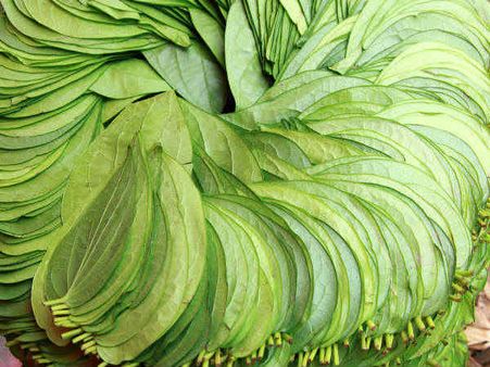 7. Betel Leaf:
