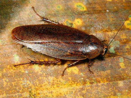 5. Cockroach 