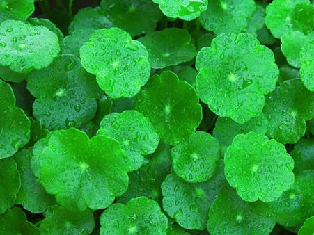 6. Gotu Kola: