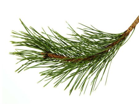 10. Pine Needle Tea: