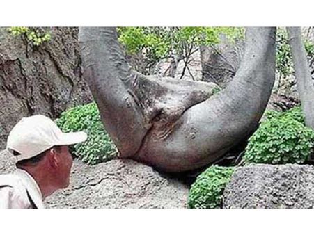 This Is A Tree For Heaven's Sake! This Is A Tree For Heaven's Sake!