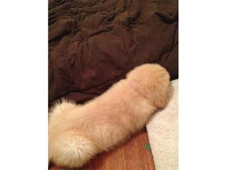 Okay, That's Just A Dog! Okay, That's Just A Dog!