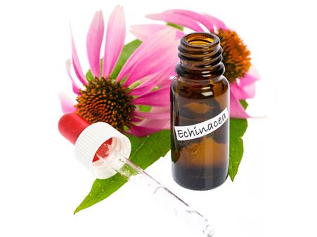 6. Echinacea: 