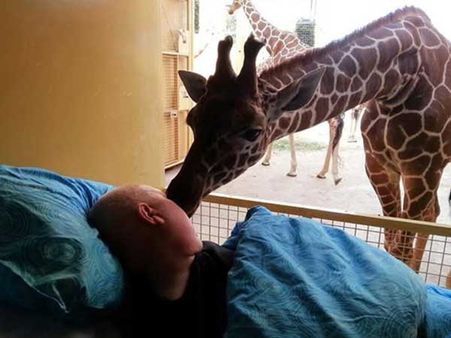 Zoo Maintenance Worker & His Giraffe Zoo Maintenance Worker & His Giraffe