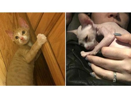 A Woman Shaved Kittens & Sold Them As Sphinxes!