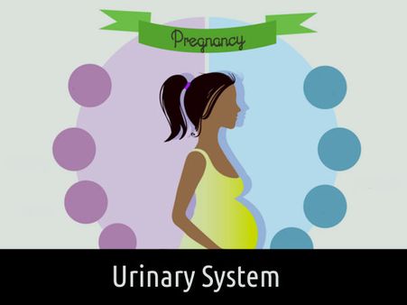 Changes In Urinary System