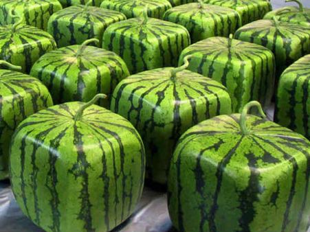 Square Watermelons!