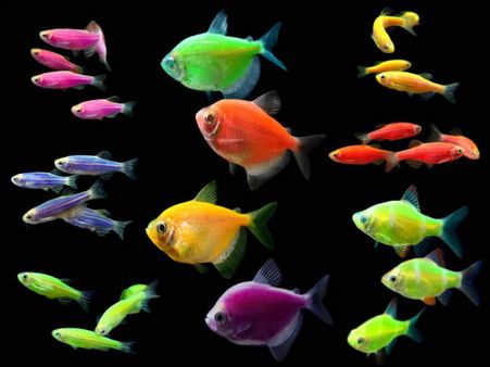 GloFish