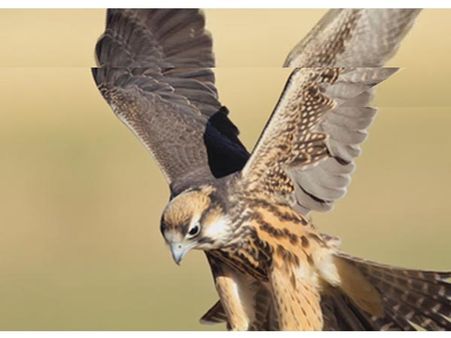 Falconry Is The Favourite Pastime!
