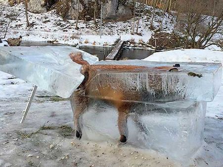 A Fox Frozen!