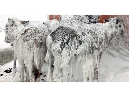 Small Herd Of Frozen Donkeys!